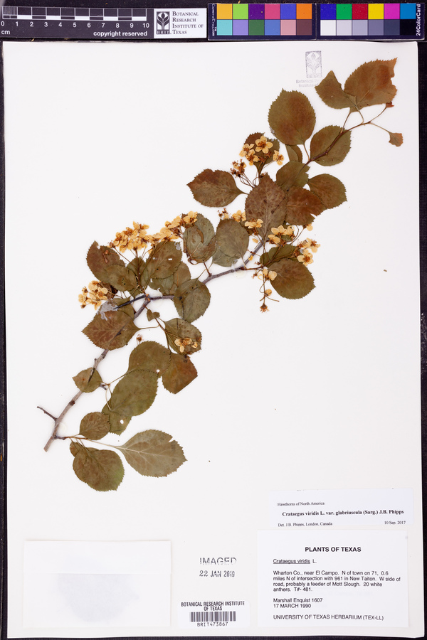 Crataegus viridis image