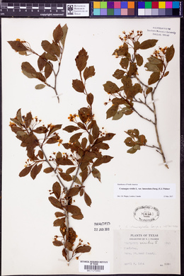 Crataegus viridis var. lanceolata image