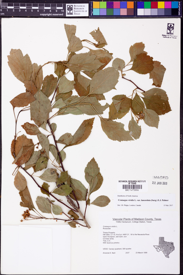 Crataegus viridis image