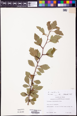 Crataegus viridis image