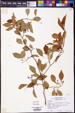 Crataegus viridis image