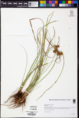 Cyperus pseudovegetus image