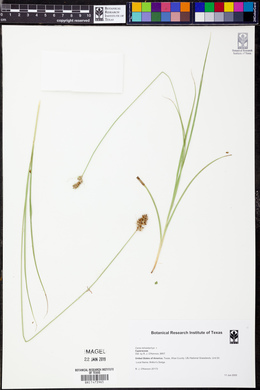 Carex tetrastachya image