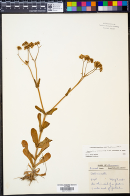 Valerianella umbilicata f. umbilicata image