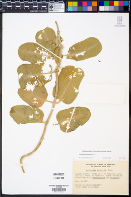 Asclepias arenaria image