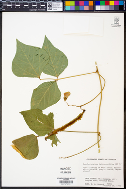 Image of Psophocarpus tetragonolobus