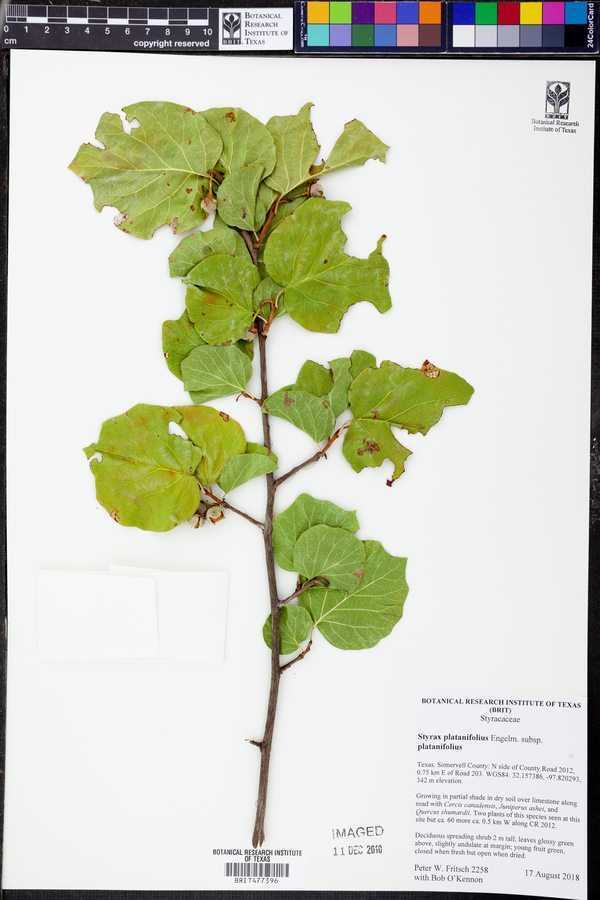 Styrax platanifolius image