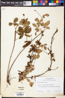 Rubus trivialis image