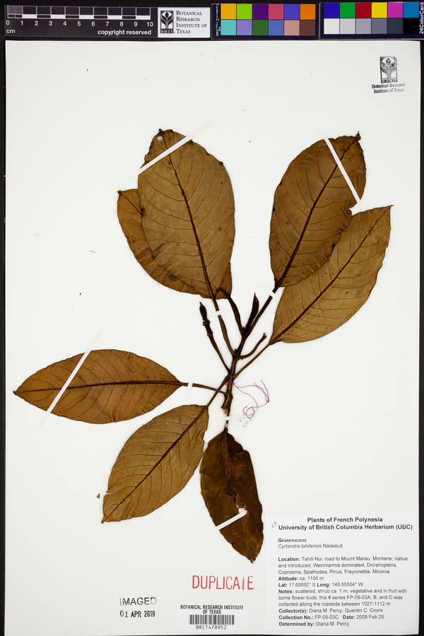Cyrtandra nadeaudii image