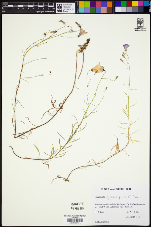 Campanula praesignis image