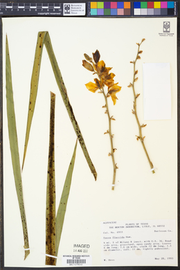 Yucca flaccida image