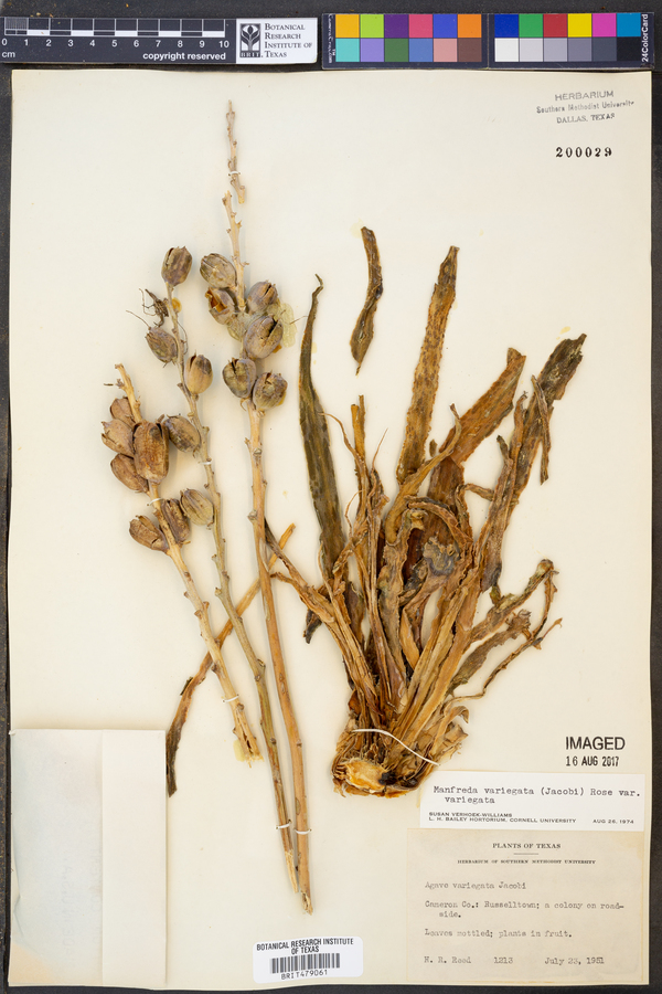 Manfreda variegata var. variegata image