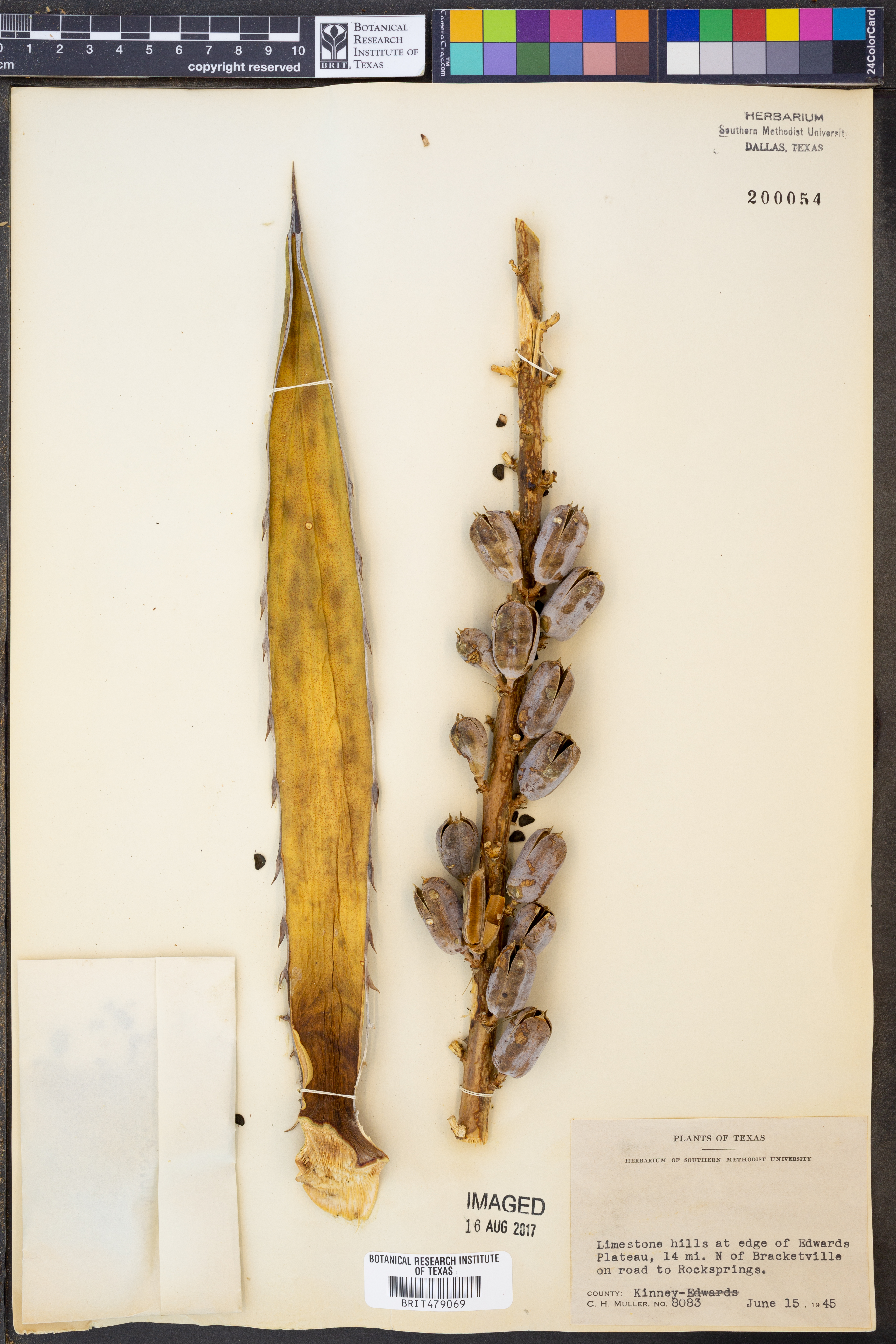 Agavaceae