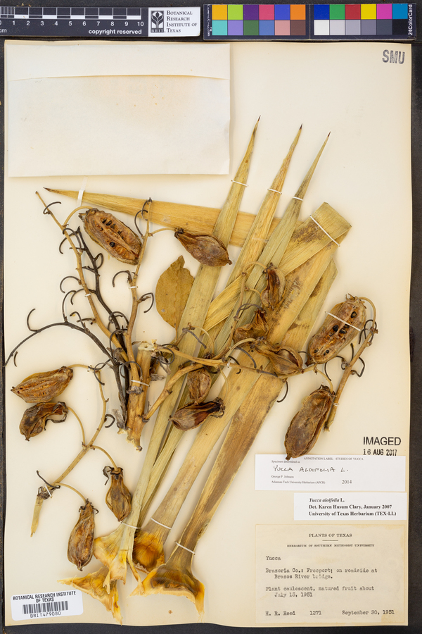 Yucca aloifolia image