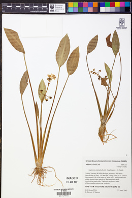 Sagittaria platyphylla image