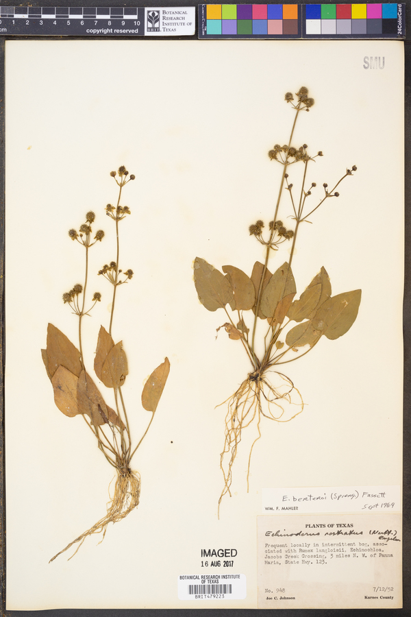 Echinodorus berteroi image