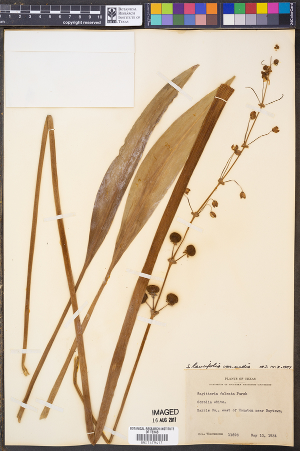 Sagittaria falcata image
