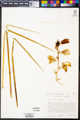 Yucca glauca var. glauca image