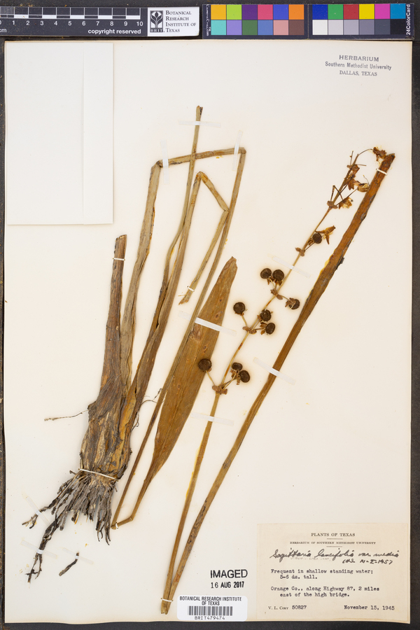Sagittaria lancifolia var. media image