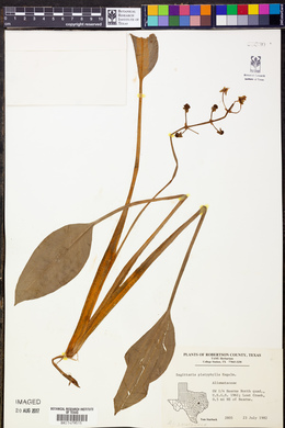 Sagittaria platyphylla image