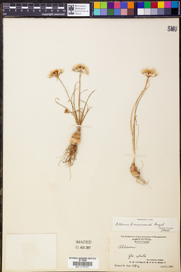 Allium drummondii image