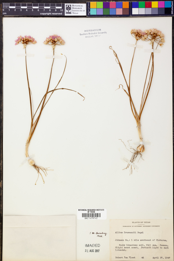 Allium drummondii image
