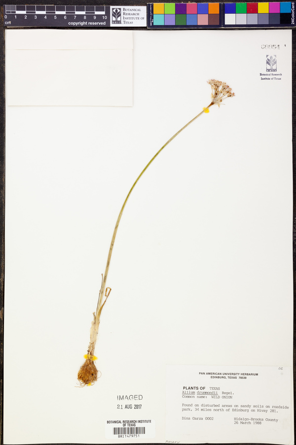 Allium drummondii image