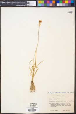 Allium hyacinthoides image
