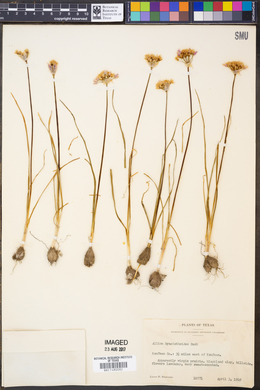 Image of Allium hyacinthoides