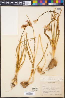 Allium canadense subsp. hyacinthoides image