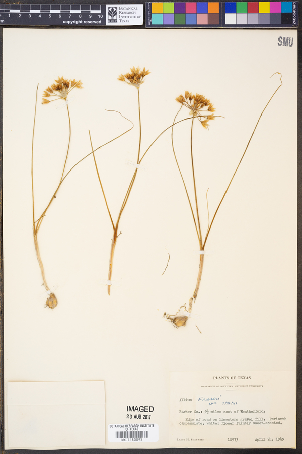 Allium fraseri image