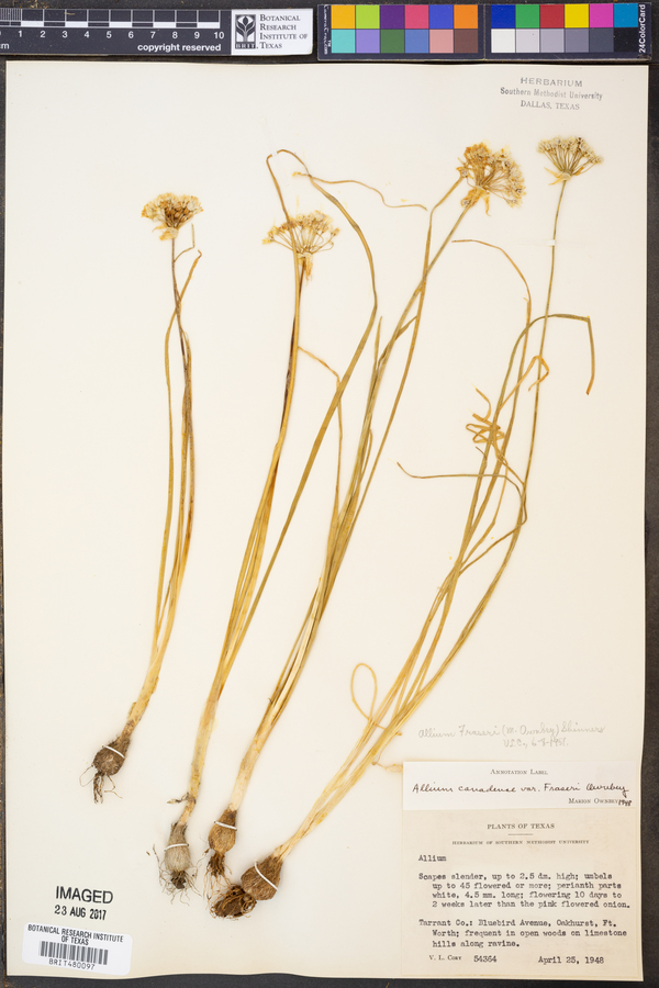 Allium fraseri image