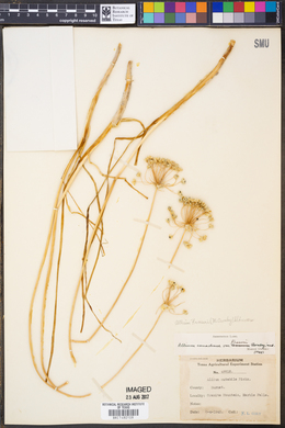 Allium fraseri image