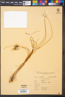 Allium kunthii image