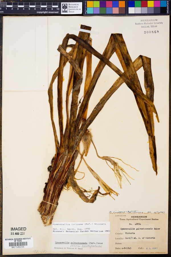 Hymenocallis liriosme image