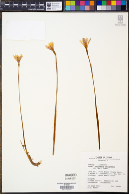 Image of Habranthus tubispathus