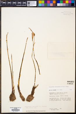 Habranthus andersonii image