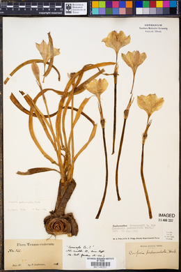 Image of Cooperia pedunculata
