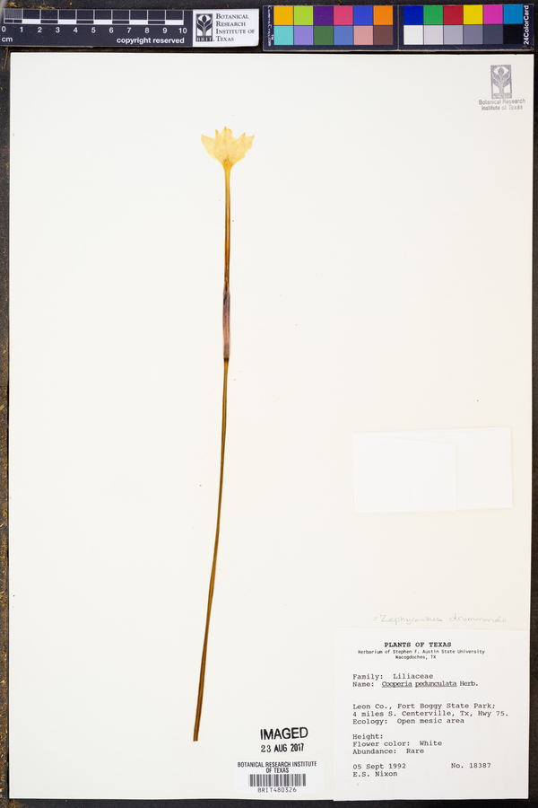 Zephyranthes drummondii image