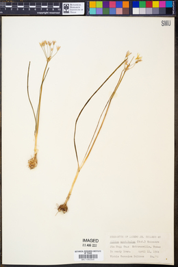 Allium acetabulum image