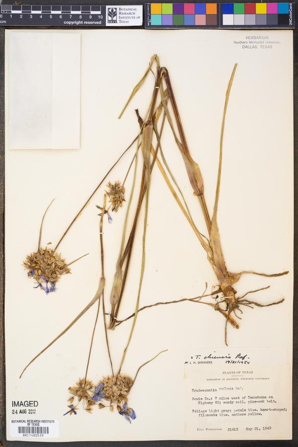 Tradescantia ohiensis image