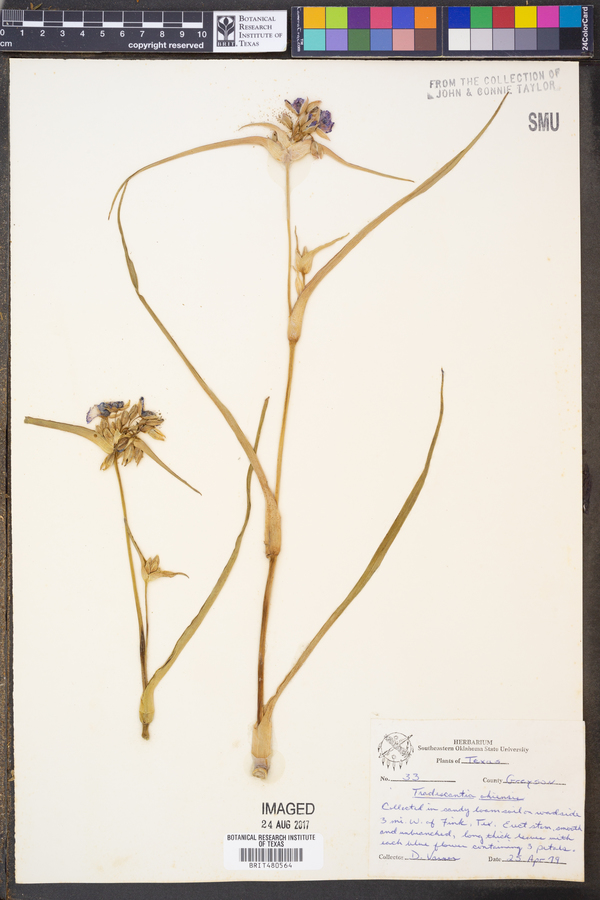 Tradescantia ohiensis image