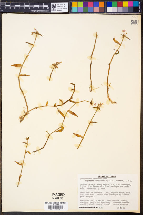 Tradescantia micrantha image