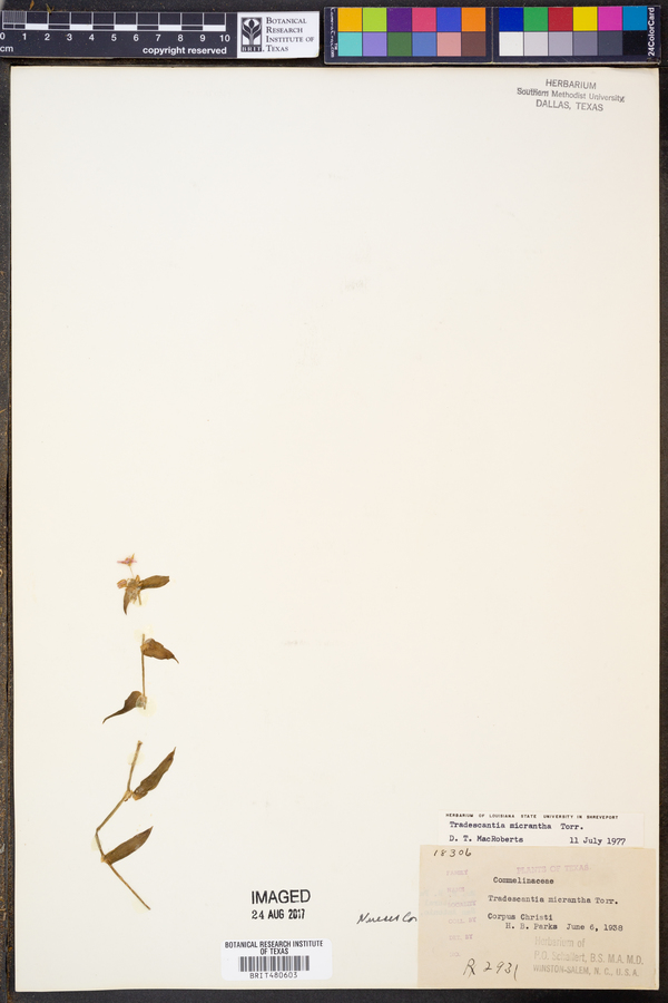 Tradescantia micrantha image
