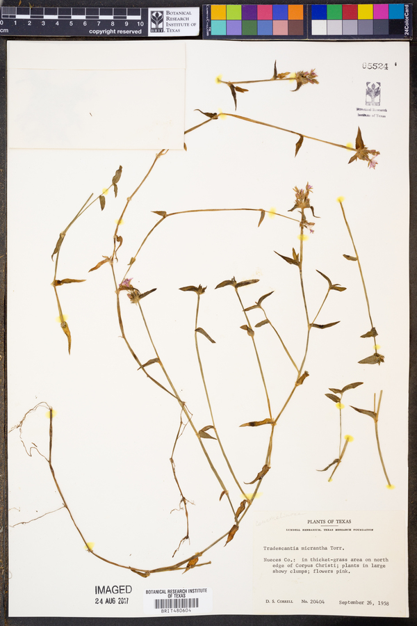Tradescantia micrantha image