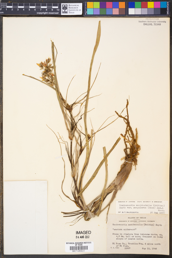 Tradescantia occidentalis var. scopulorum image