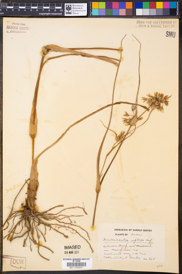 Tradescantia ohiensis image