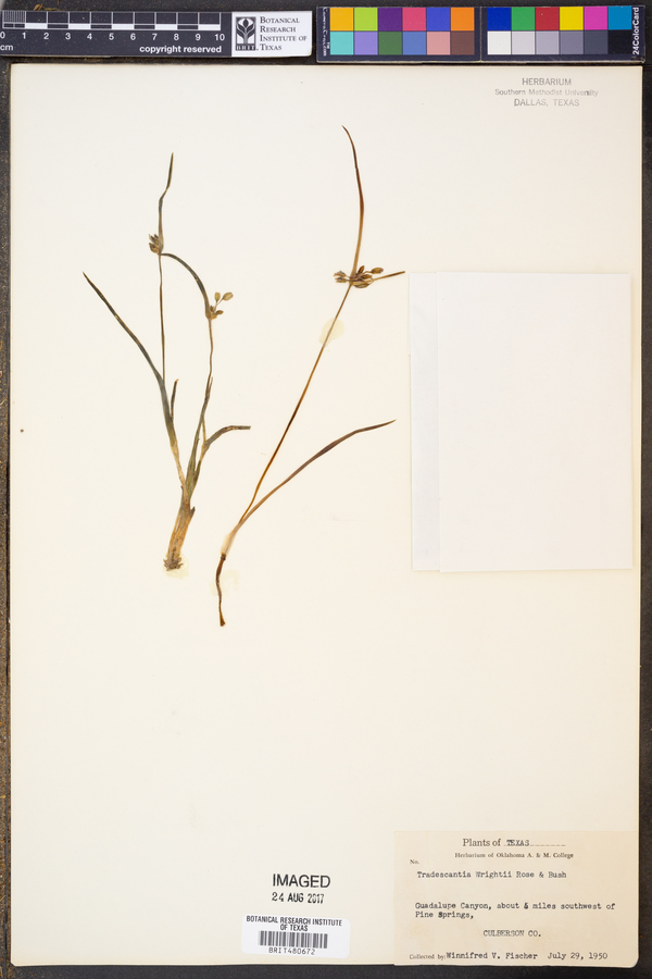 Tradescantia wrightii image
