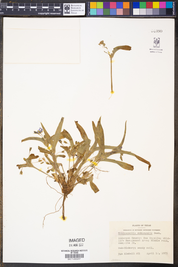 Tradescantia subacaulis image