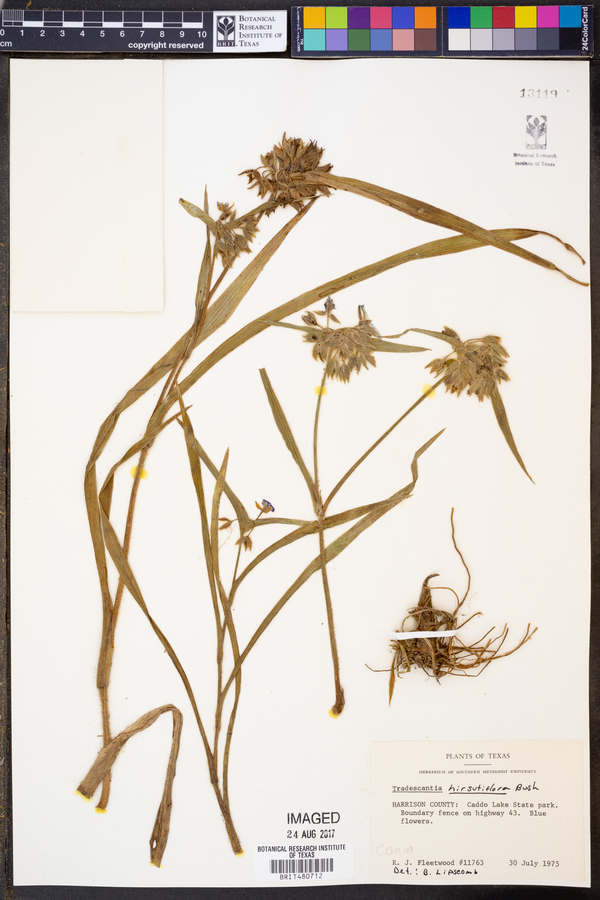 Tradescantia hirsutiflora image